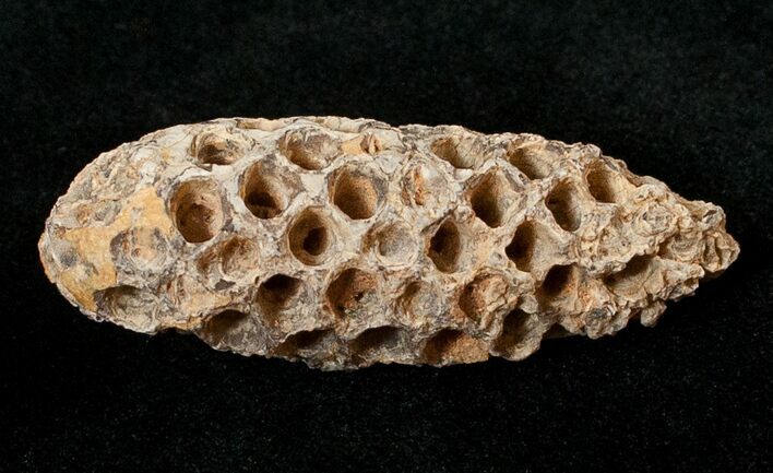 Agatized Fossil Pine (Seed) Cone From Morocco #17455